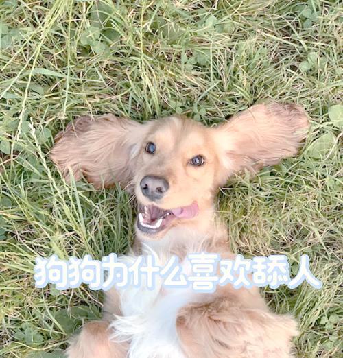 狗狗为什么会舔人？解析舔人行为的原因（揭秘狗狗舔人的意义及背后的动机）