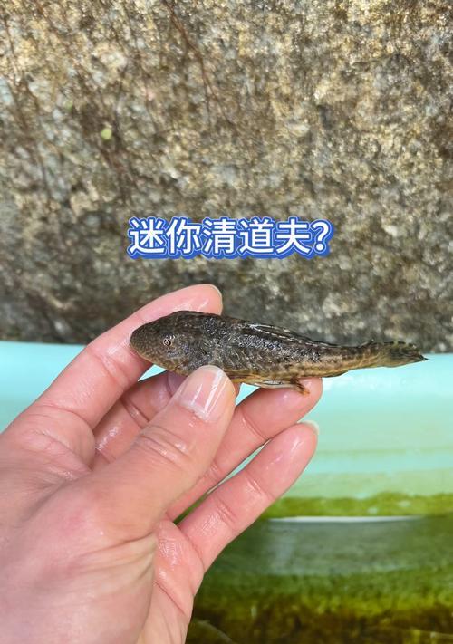 清道夫鱼（揭秘清道夫鱼的生命周期及寿命特点）