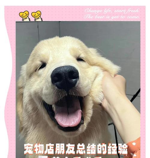 金毛驱虫频率与时机选择（保护金毛健康，正确掌握驱虫时间）