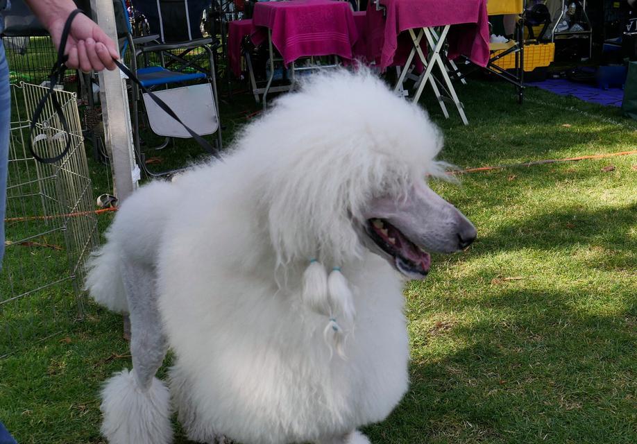 贵宾犬造型（探索贵宾犬的多样化造型与时尚魅力）