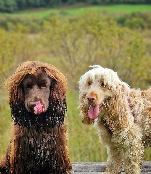 可卡犬与其他犬种的混血后代（探索可卡犬与不同犬种的交配结果，揭示新一代混血犬的惊人特质）