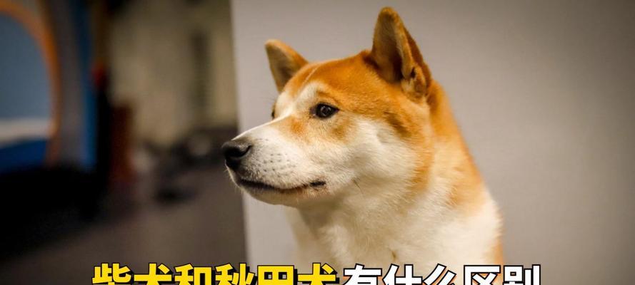 秋田、柴犬、豆柴（三种日本犬种的特征与鉴别方法）