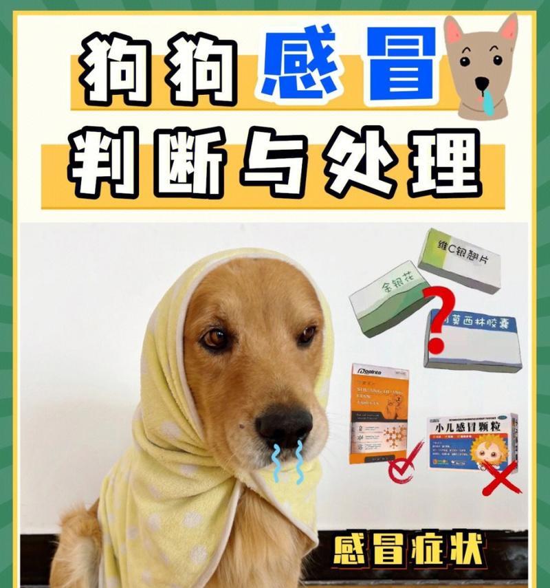 狗狗洗完澡后多久才会感冒？（洗澡后需注意的防感冒措施和时间安排）