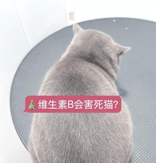 猫咪维生素B补充及猫癣的原因（养猫人士必知的维生素补充方法与猫癣的成因）