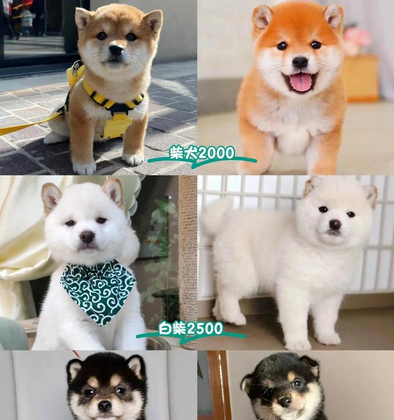 柴犬价格分析（了解柴犬价格趋势，选择适合的宠物伙伴）