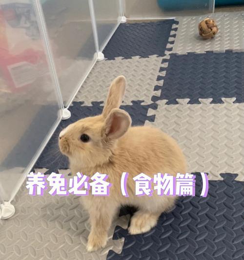 兔子的日常饮食需求与喂养次数（兔子每天喂多少食物？喂食3-5次，可参考这些食物进行搭配）