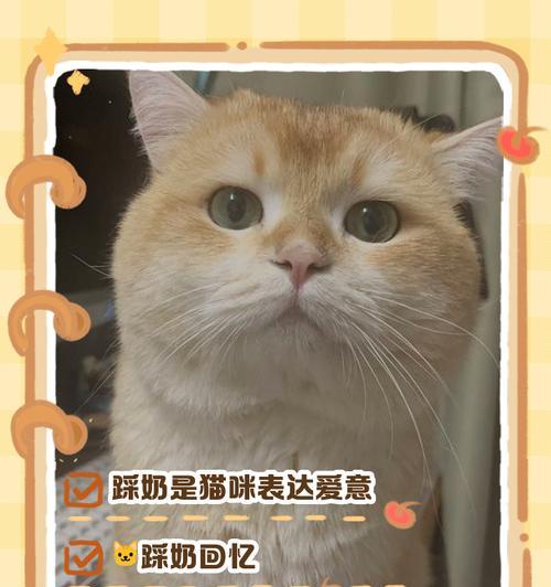 猫踩奶的时间究竟有多长？（探索猫咪踩奶行为的奥秘）