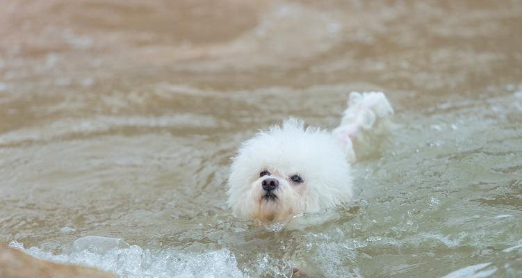 博美幼犬的洗澡时间与技巧（让你的宝贝幼犬保持清洁与舒适）