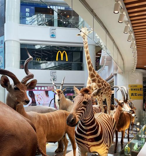 豪猪——可爱的刺球生物（外貌颜值、生活习性和分布地区的一窥究竟）