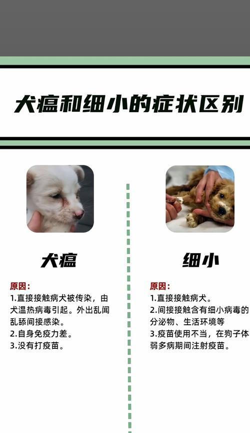 小狗细小治愈后多久打疫苗？（细小治愈后的养护及疫苗接种时间表）