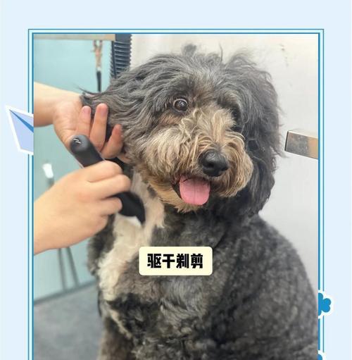 泰迪狗的耳毛护理（为你的泰迪宠物提供适当的耳毛护理）