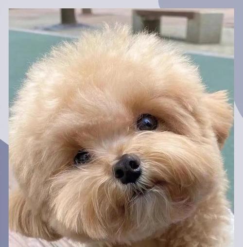 泰迪幼犬洗澡指南（了解泰迪幼犬适合洗澡的时间和频率）