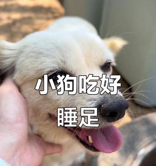 狗狗饱食运动时间探究（了解狗狗饮食与运动的平衡关系）