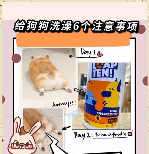 小狗洗澡的注意事项（保证宠物健康的关键）