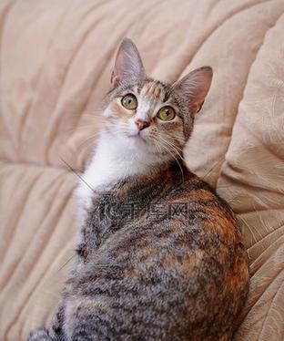 黄颜色的猫——可爱的小伙伴（探秘黄颜色猫的种类、特点与魅力）