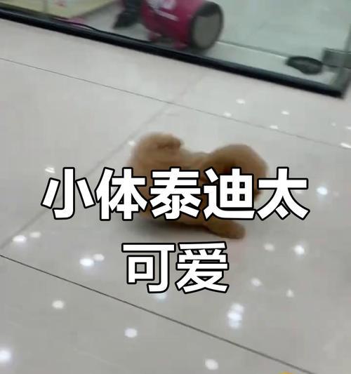 泰迪幼犬的走路时间及注意事项（泰迪幼犬行走阶段与训练要点）