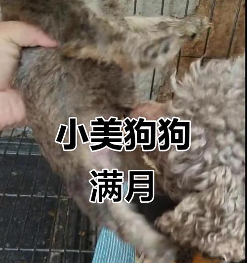 泰迪狗幼崽的眼睛睁开的时间及发育过程（探索泰迪狗幼崽眼睛睁开的奥秘，了解发育阶段和注意事项）