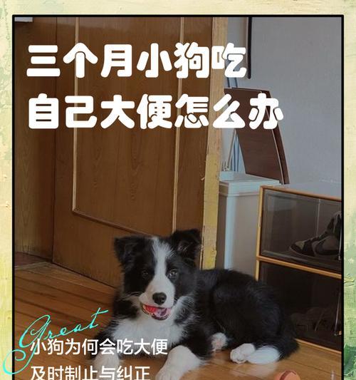 狗狗腹泻出血的原因及应对方法（饮食不当与压力是导致狗狗腹泻出血的两大主要原因）