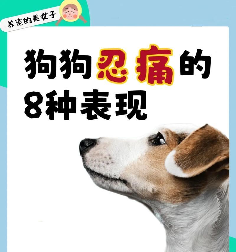 揭秘狗狗叫声的7种含义（铲屎官是否能分辨狗狗叫声的真正含义？破解狗语密码！）