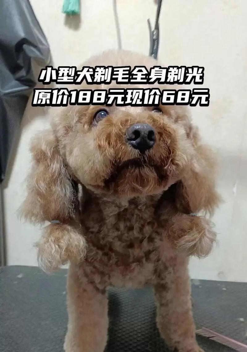 狗剃光后多久才能长出毛来？（剃毛对狗狗的影响及恢复时间）