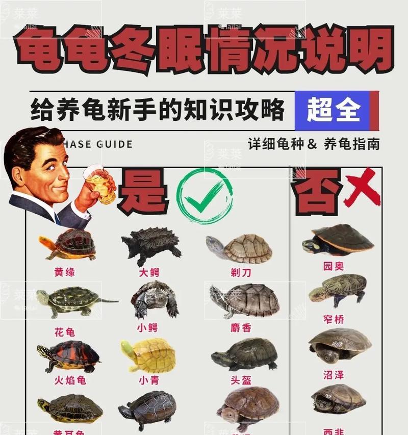 乌龟脱皮（揭秘乌龟脱皮周期与影响因素）