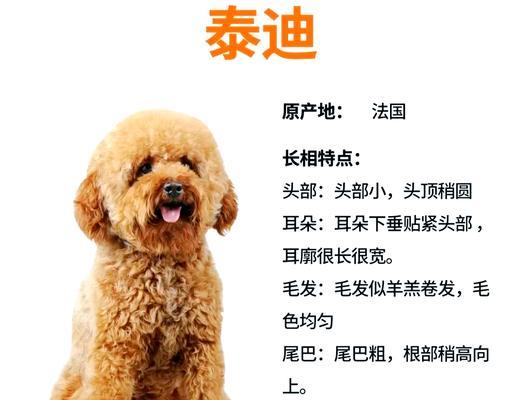 泰迪犬的寿命有多久？（探寻泰迪犬寿命的关键因素与延长方法）
