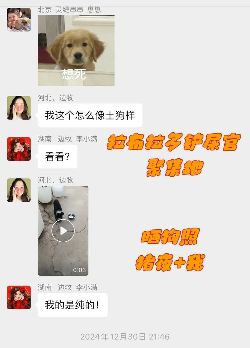 拉布拉多犬饲养经验分享（了解如何正确照顾您的拉布拉多犬）