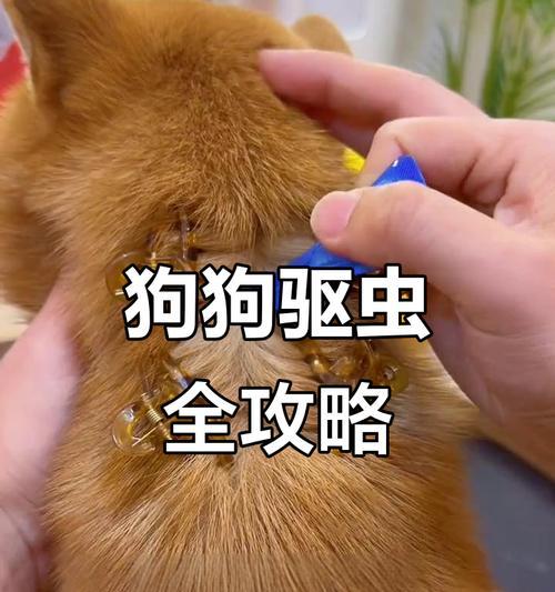狗狗内外驱虫的最佳间隔时间（为保护狗狗健康，掌握合理的驱虫时间间隔）