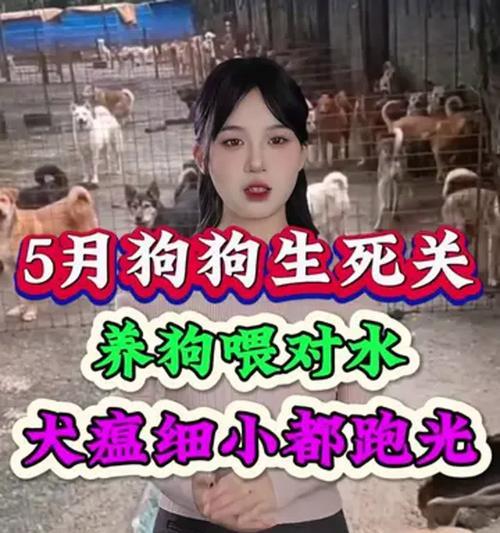 狗的犬瘟细小隔多久可以接种疫苗？（了解犬瘟和细小的接种频率）