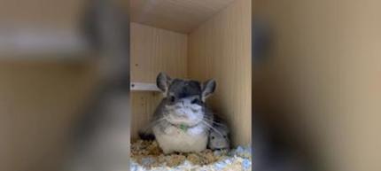 龙猫繁殖周期与生育间隔（龙猫的生宝宝时间和间隔长短取决于什么？）