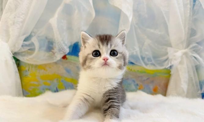 英国短毛猫（探索英国短毛猫的特性和个性魅力）