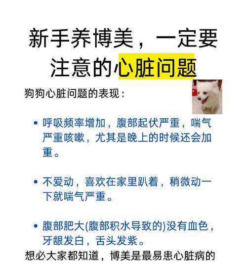 如何细心照料博美宠物，让它们快乐健康成长（养博美的注意事项及关键要点）