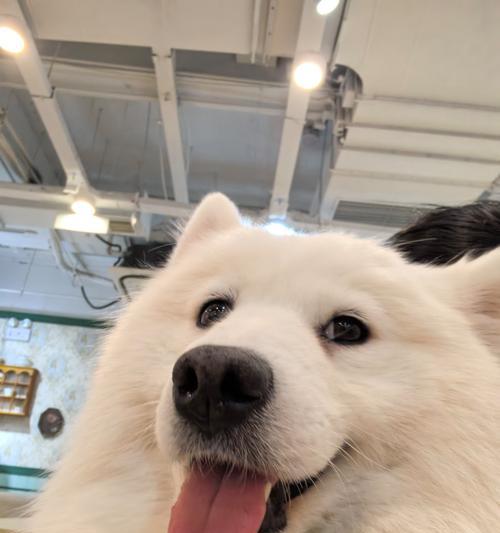 狗狗身价揭秘（了解狗狗市场行情，探寻高价值品种的秘密）