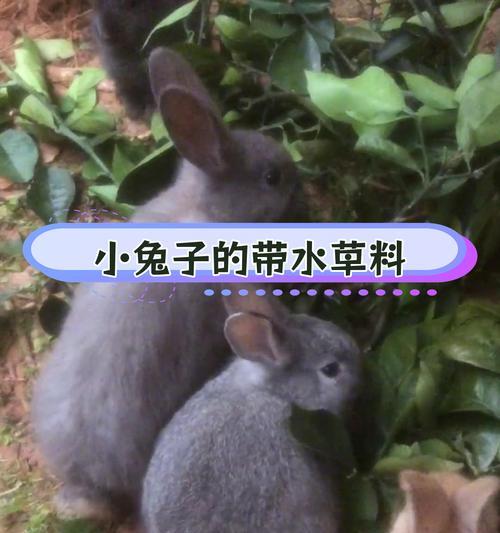 小兔成长的奇迹（探索小兔吃食的旅程）