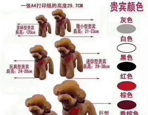 贵宾犬（探究贵宾犬能以两脚走路的时间限制）