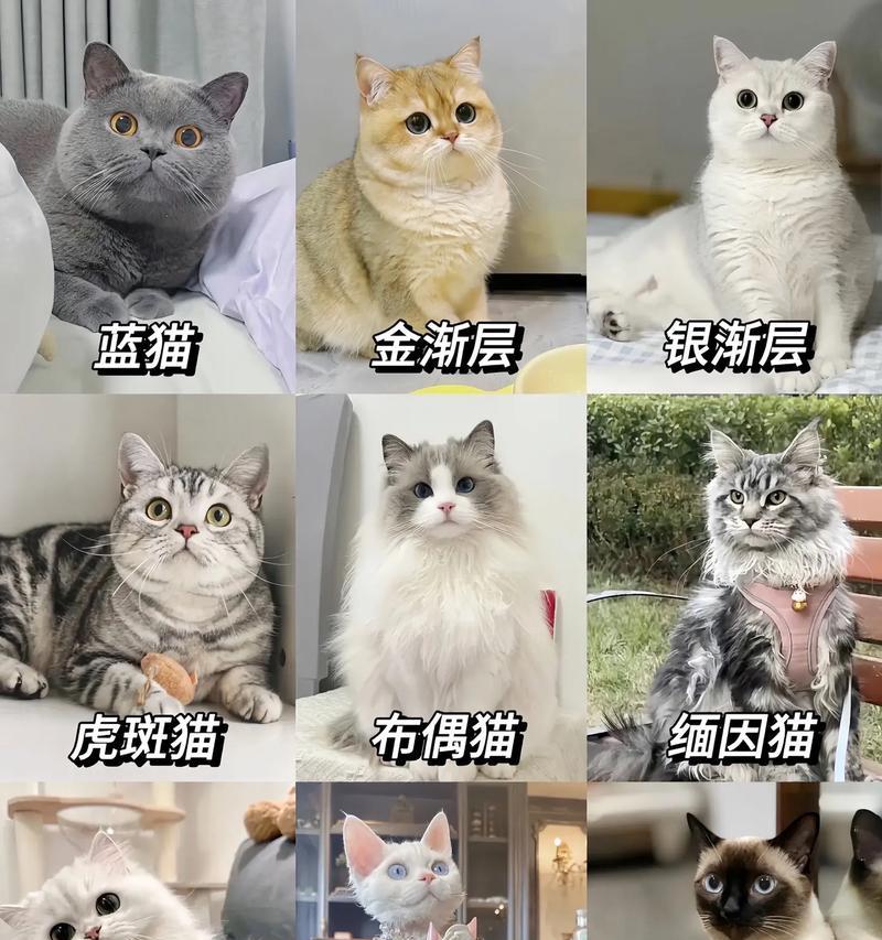 全球十大最昂贵的猫品种（探索猫界身价最高的品种，你知道吗？）
