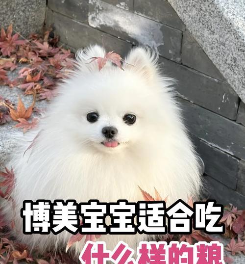 如何正确喂养小博美？（养博美狗的喂养频率和注意事项）