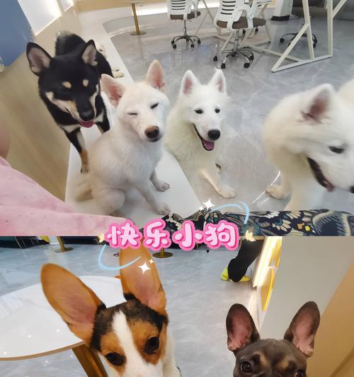 幼犬成长指南（了解幼犬的生长发育，助你成为犬主的最佳伴侣）