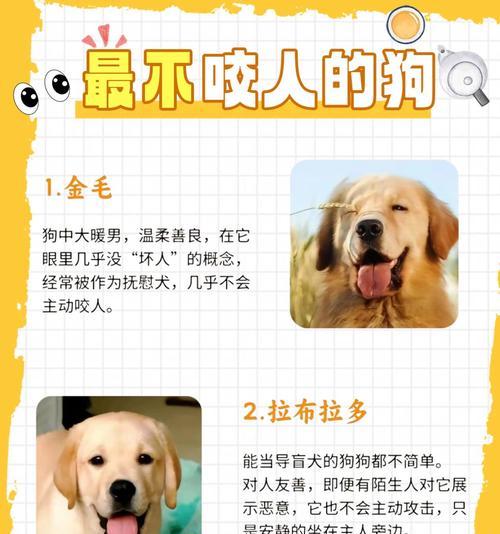 长腿大狗品种及价格表（探索大型犬世界，了解不同品种的特点和价格）