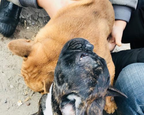 法斗犬产后多久可以怀孕？（了解法斗犬的生育周期及怀孕间隔时间）