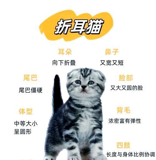 如何养好折耳猫？避免这6个禁忌劝你别犯（以关爱与细心，打造健康快乐的宠物生活）