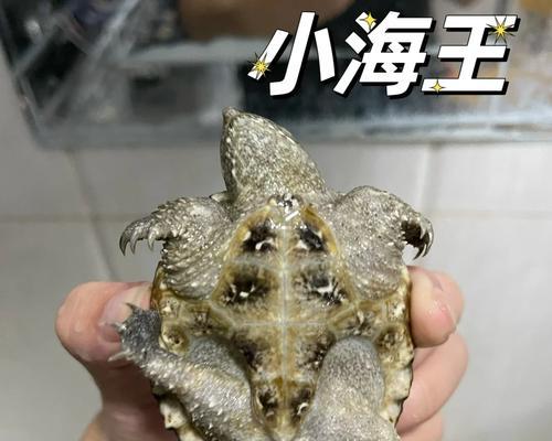 乌龟抹药的干燥时间（了解乌龟抹药干燥的关键因素与方法）