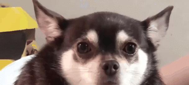 狗狗的独特特征（揭秘狗狗身上那些独一无二的特征，探索它们的魅力与神秘之处）