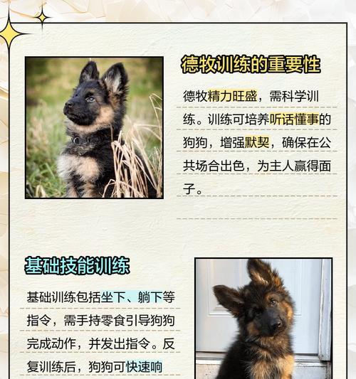 如何帮助德牧增加体重？（提供适当的饮食和运动，帮助德牧健康长肉）