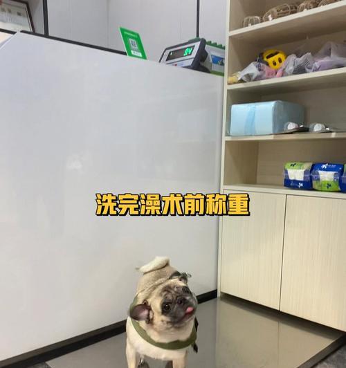 狗绝育后合适的洗澡时间是多久？（了解狗绝育后适宜的洗澡时间，让宠物保持健康舒适）