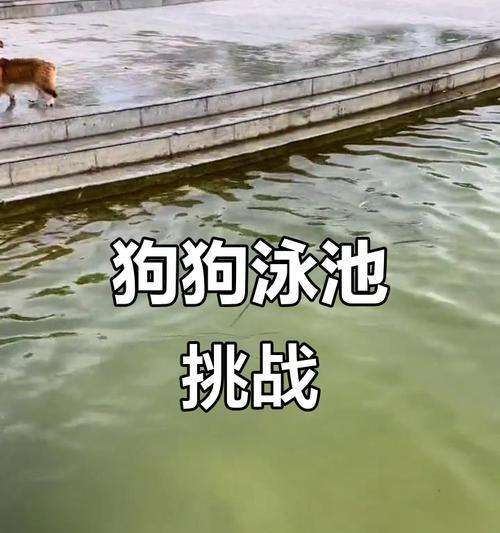 狗狗剃毛对游泳的影响（狗狗剃毛后能立即游泳吗？）