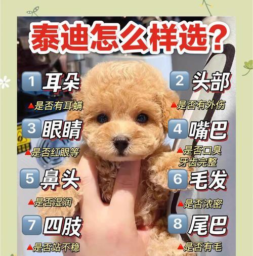 小泰迪挤肛门腺的正确频率与方法（保持宠物舒适健康，关键是掌握挤肛门腺的秘诀）