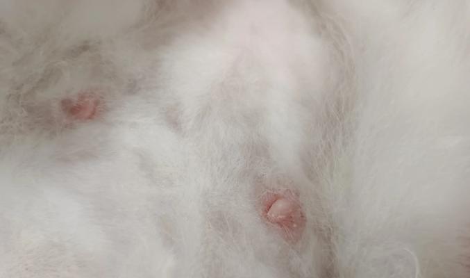 猫猫怀孕需要多久？（了解猫猫怀孕期间的时间和注意事项）