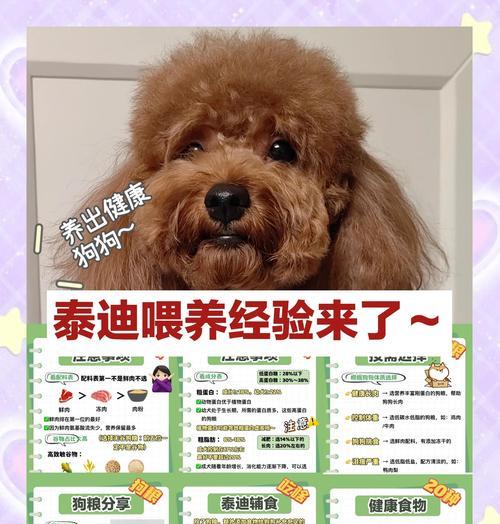 为泰迪犬洗澡避免7大误区（铲屎官需留心，避免给泰迪犬带来困扰）