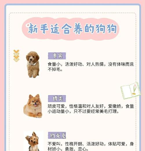 泰迪犬的年龄判断方法（从这4种方法来确定泰迪犬的年龄）